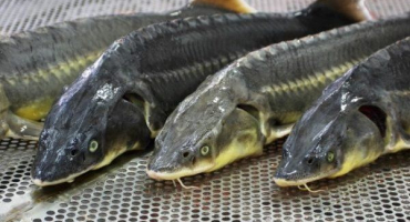 Jak chovat jesetera na prodej?